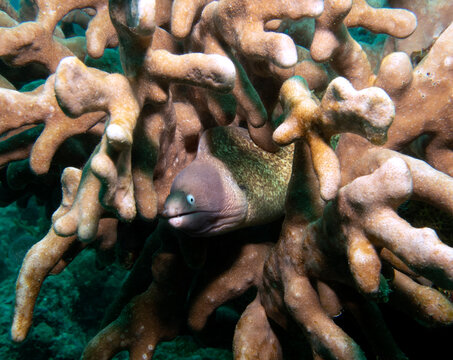 A White Eyed Moray Eel also known as Greyface Moray Eel Boracay Island Philippines
