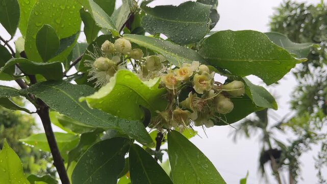 Close-up shot of blooming white guava flowers surrounded by lush green leaves on a tree