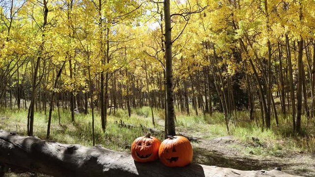 Halloween pumpkins with golden aspen trees in autumn, Colorado.