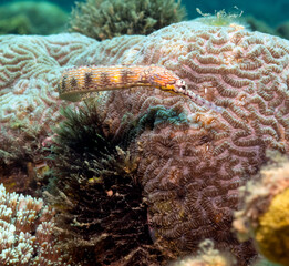 A Schultz pipefish on a brown coral Boracay Island Philippines © Paulo Violas