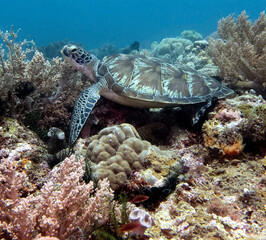 A Green turtle resting on corals Boracay Island Philippines © Paulo Violas