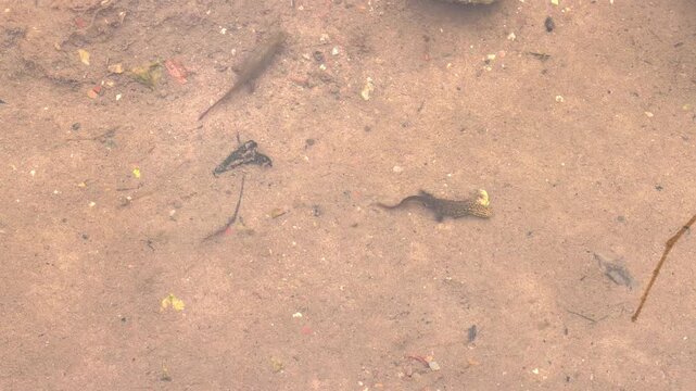 A small spotted newt rests on a sandy riverbed near tiny fish, seen through shallow clear water in a natural freshwater stream.