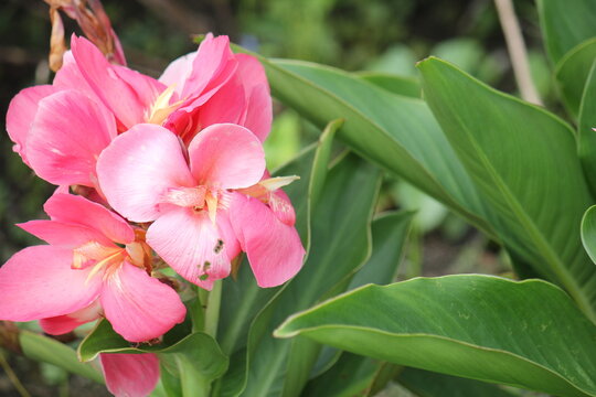 Close-Up of Tropical Canna Flower, Canna &times; generalis