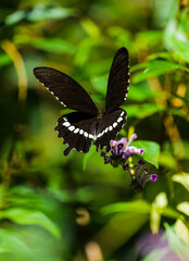 Showing the geometric patterns on the back of the beautiful jade-belted swallowtail butterfly © Yf