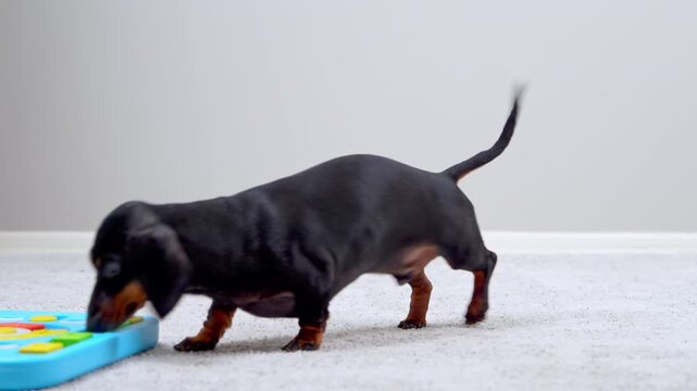 A black and tan dachshund dog sniffs and noses a colorful interactive puzzle feeder on a carpeted floor, engaging its brain to find hidden snacks, a concept of pet intellect and enrichment training.