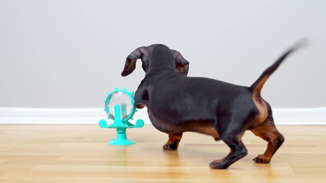 A black and tan dachshund dog sniffs and noses a teal interactive puzzle feeder on a wood floor against a plain wall, engaging its sense of smell to find a hidden snack, a concept of mental.