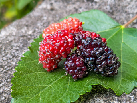 Sweet-tasting blackberries