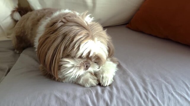 A Shih Tzu dog guarding a treat from its owner and looking at the camera.