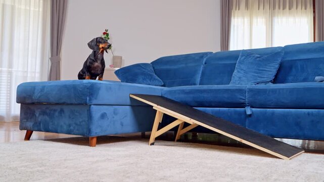 A black and tan dachshund dog climbs a wooden ramp onto a blue sofa at home, then jumps down, demonstrating safe mobility training for a breed prone to spinal disc disease.
