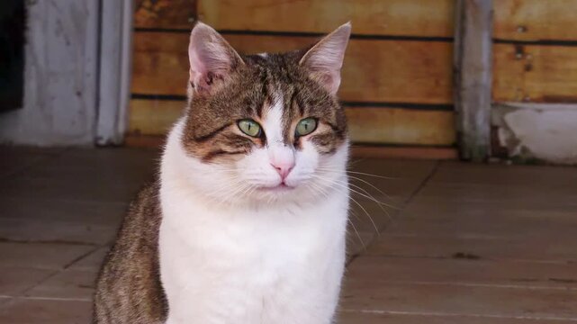 A tabby and white cat with green eyes sits still on a wooden floor, gazing toward the camera in a rustic barn setting.