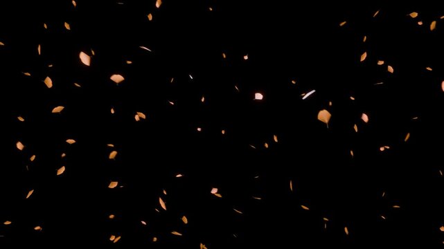 銀杏の葉が深みあるアンバーの光彩を放ち静かに舞い降りるループ動画。秋の洋酒やバーのPV、シックな和風Web演出に調和する漆黒の闇に情緒あふれる艶めきをもたらすシネマティック素材