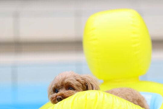 Toy poodle floating in a yellow duck pool float on the water