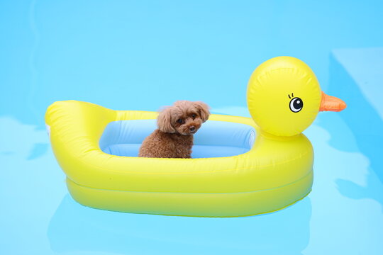 Toy poodle floating in a yellow duck pool float on the water