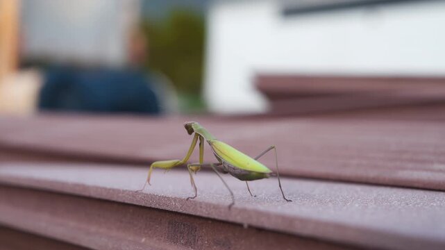 A green praying mantis stands on a corrugated metal roof edge, slowly shifting its posture and turning its head while balancing on the ridge.
