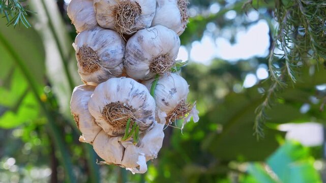 A cluster of dried garlic bulbs braided together hangs outdoors against a blurred green garden background, showing traditional harvest storage.