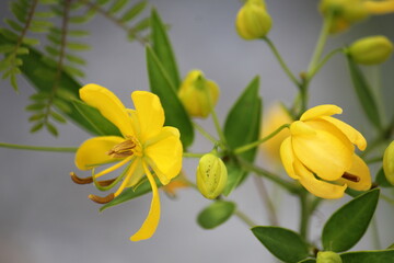 Fototapeta premium Close-Up of Yellow Flowers of Senna corymbosa