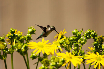 Fototapeta premium Hummingbird in Flight
