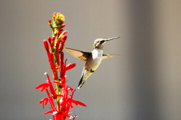 Fototapeta premium Ruby-throated Hummingbird. Female