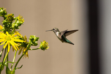 Fototapeta premium Ruby-throated Hummingbird. Female