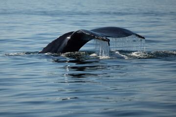 Obraz premium Humpback Whale (Megaptera novaeangliae) Fluke Lift — Water Cascading From Raised Tail in Backlit Streams, Newburyport, Massachusetts
