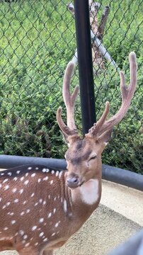 Close up adult spotted deer head and body with antlers, candid moment sticking out tongue, wildlife video footage of axis deer behavior