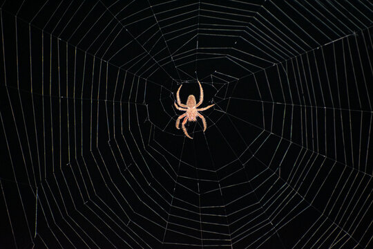 spider on web