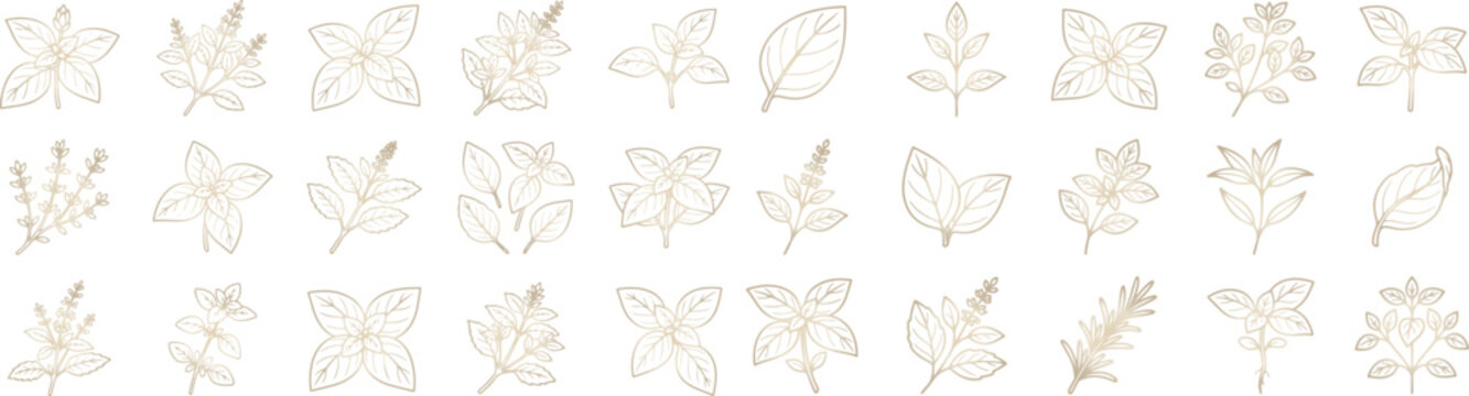 Set of hand drawn basil and herbs botanical line art illustrations in soft gold colors