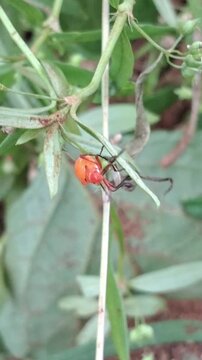 Red cotton stainer bug nymph crawling on plant leaf macro video