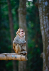 Baby monkey © Rizwan