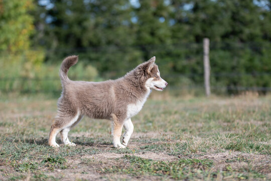Portrait d&rsquo;un Pomsky en pleine nature