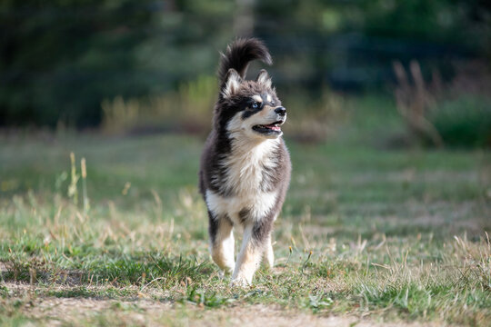 Portrait d&rsquo;un Pomsky en pleine nature