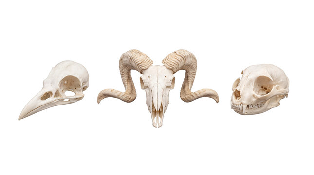 Bird, ram, and cat skulls set isolated on transparent background