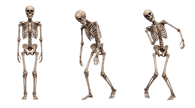 Human skeletons in various standing poses for Halloween or study