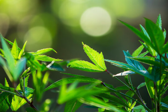 Fresh green roselle leaves growing on a branch with bright bokeh background.A beautiful close-up macro shot of vibrant green palmate leaves 