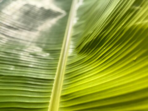 Close up photo of fresh green banana leaf texture with parallel veins and sunlight glow. Natural tropical foliage background template for organic eco friendly banner, poster, cover.