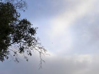 Fototapeta premium Low angle view photo of tree branches with green leaves against pale cloudy blue sky. Minimalist natural scenery background template with copy space for outdoor web banner and poster.