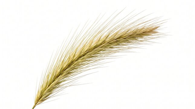 Elegant single wild oat stalk isolated on white background, closeup agricultural photography.