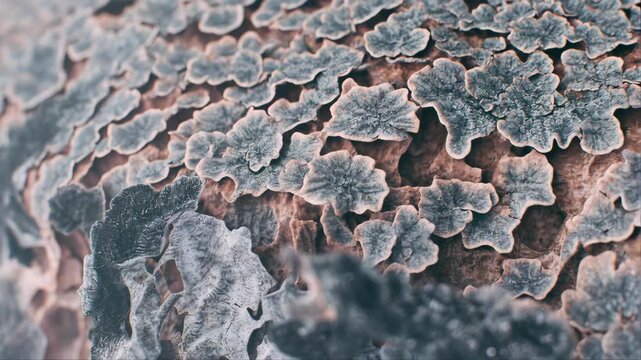 Old Stone Wall with Natural Tree Bark Texture, Rough Aged Rock Surface with Abstract Patterns and Weathered Grunge Details for Background Wallpaper