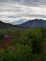 Fototapeta premium Denali Mountain with Fireweed in Alaska
