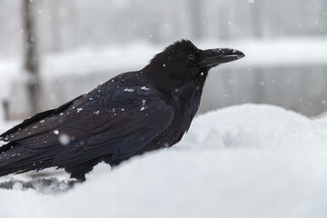 Obraz premium raven in snow