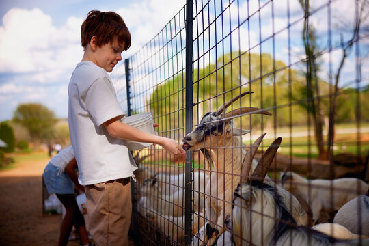 Curious boy feeding friendly goats through fence at petting farm