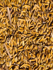 A striking close-up of freshly harvested rice grains with their natural husks, displaying rich golden, amber, and brown tones. © Strada