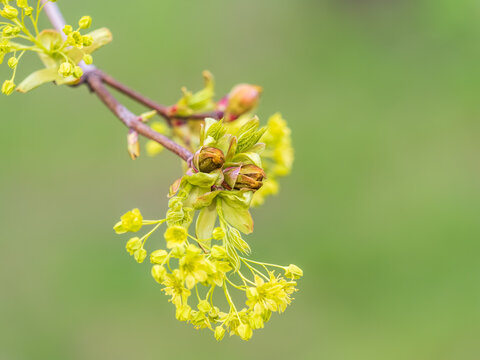 Fresh maple leaves with flowers and seeds
