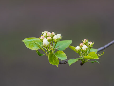 White blossoming apple trees in the sunset light. Spring season, spring colors.