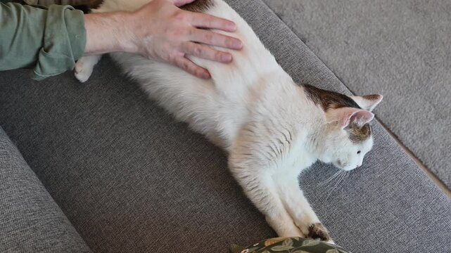 Man stroking a cat lying on the sofa. Domestic animals concept