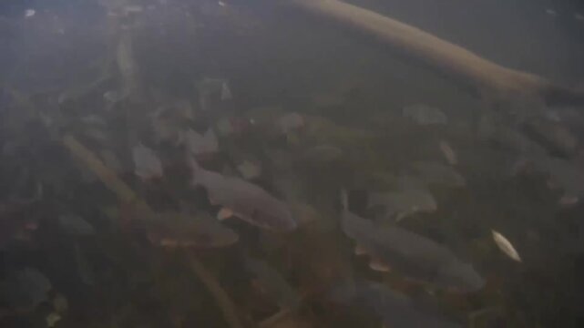 Underwater shot of a dense school of small to medium fish swimming in murky freshwater stream with submerged branches and sediment