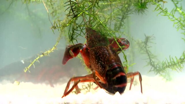 Crayfish moving through aquatic plants on white gravel substrate in clear freshwater tank