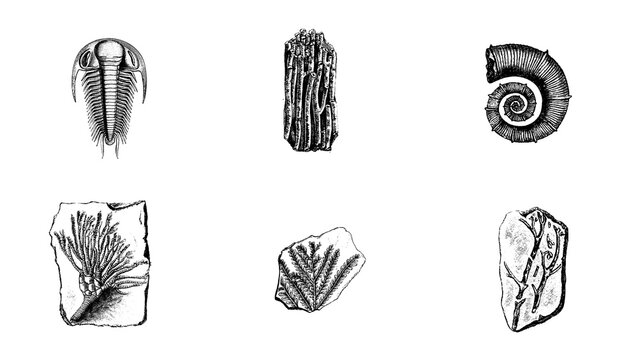 Vintage Paleontology Fossil Illustrations PNG Graphic Resource on Transparent Background