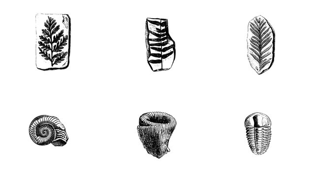 Vintage fossil illustrations PNG with prehistoric plants and animals isolated on transparent background