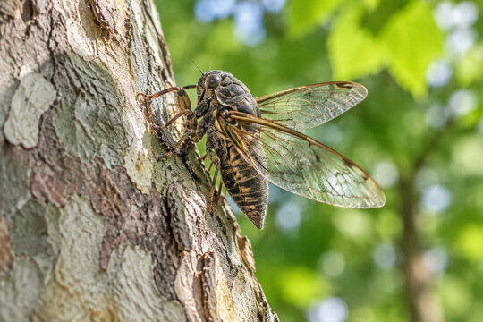 A cicada resting on the bark of a plane tree on a summer day.